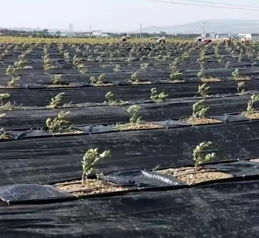 防草布怎樣鋪設